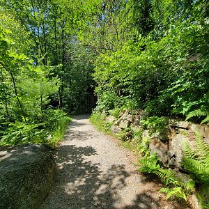 Squam Lakes NSC, 7/22 - Path