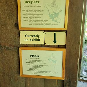 Squam Lakes NSC, 7/22 - Gray fox / Fisher signage for rotating exhibit