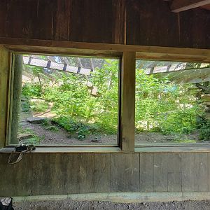 Squam Lakes NSC, 7/22 - Gray fox / Fisher rotating exhibit