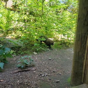 Squam Lakes NSC, 7/22 - Fisher, coming down for some photos :)