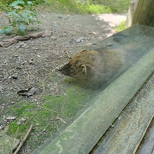 Squam Lakes NSC, 7/22 - Fisher