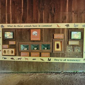 Squam Lakes NSC, 7/22 - What do these animals have in common?