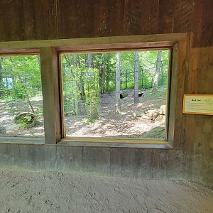 Squam Lakes NSC, 7/22 - Red fox exhibit
