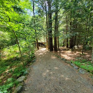 Squam Lakes NSC, 7/22 - Path