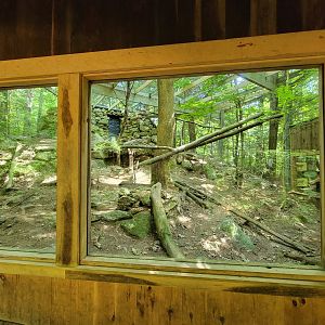 Squam Lakes NSC, 7/22 - Bobcats from left window