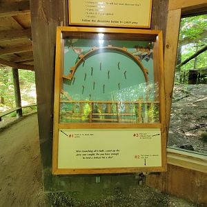 Squam Lakes NSC, 7/22 - Bobcat game, will you catch prey for the day?