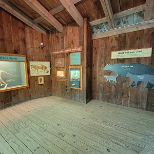 Squam Lakes NSC, 7/22 - Mountain lion info, skeleton