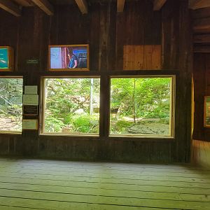 Squam Lakes NSC, 7/22 - Mountain lion exhibit