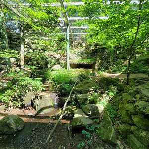 Squam Lakes NSC, 7/22 - Mountain lion exhibit