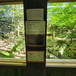 Squam Lakes NSC, 7/22 - Mountain lion enrichment of the day