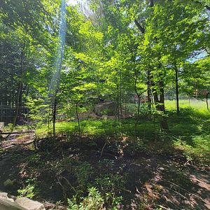 Squam Lakes NSC, 7/22 - Coming up to whitetail deer exhibit