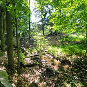 Squam Lakes NSC, 7/22 - Whitetail deer