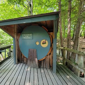 Squam Lakes NSC, 7/22 - A year in the life of a whitetail deer