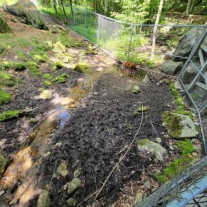Squam Lakes NSC, 7/22 - Whitetail deer