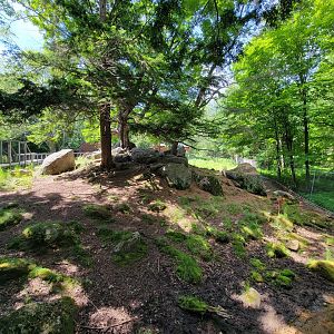 Squam Lakes NSC, 7/22 - Whitetail deer