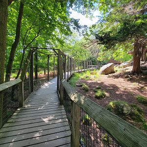 Squam Lakes NSC, 7/22 - Whitetail deer
