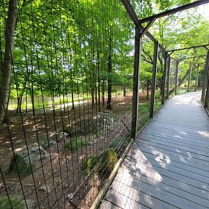 Squam Lakes NSC, 7/22 - Whitetail deer