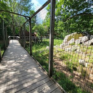 Squam Lakes NSC, 7/22 - Whitetail deer
