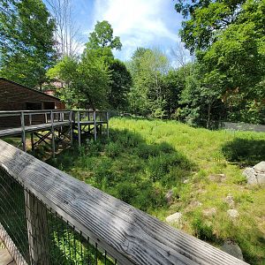 Squam Lakes NSC, 7/22 - Whitetail deer