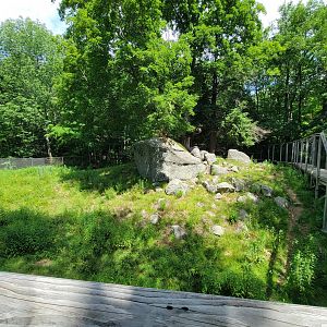 Squam Lakes NSC, 7/22 - Whitetail deer