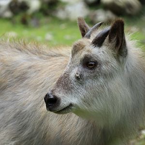 Japanese Serow