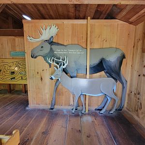 Squam Lakes NSC, 7/22 - Whitetail deer info building