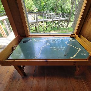 Squam Lakes NSC, 7/22 - Build a deer skeleton!