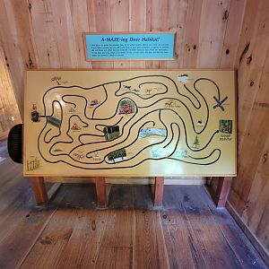 Squam Lakes NSC, 7/22 - Maze, guide the deer to its winter habitat