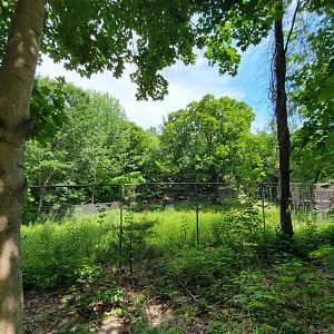 Squam Lakes NSC, 7/22 - Whitetail deer from red barn