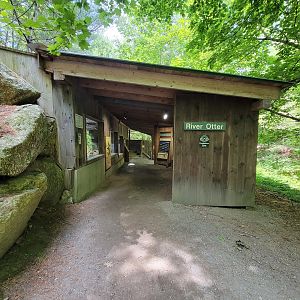 Squam Lakes NSC, 7/22 - North American river otter