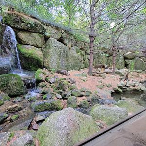 Squam Lakes NSC, 7/22 - North American river otter