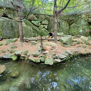 Squam Lakes NSC, 7/22 - North American river otter