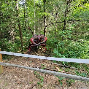 Squam Lakes NSC, 7/22 - Giant Insects, Stag Beetle(moves)