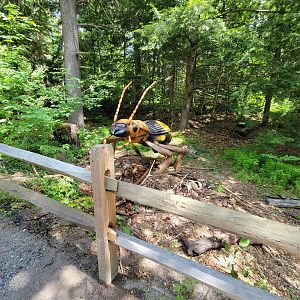 Squam Lakes NSC, 7/22 - Bombardier Beetle (moves and spits water)