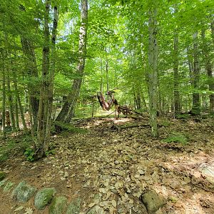 Squam Lakes NSC, 7/22 - Giant Insects, Devil's Flower Mantis
