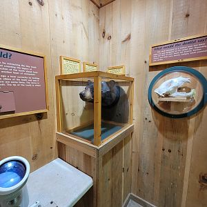 Squam Lakes NSC, 7/22 - Black bear building, telling age