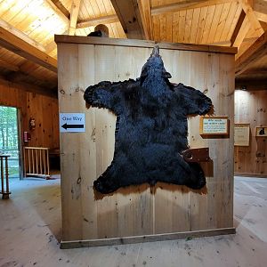 Squam Lakes NSC, 7/22 - Black bear building, pelt