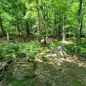 Squam Lakes NSC, 7/22 - Black bear exhibit