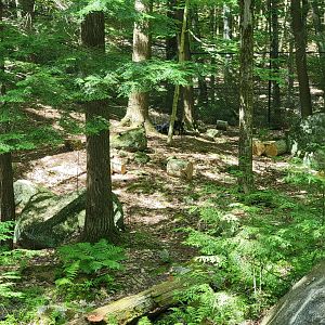Squam Lakes NSC, 7/22 - Black bear is in this photo