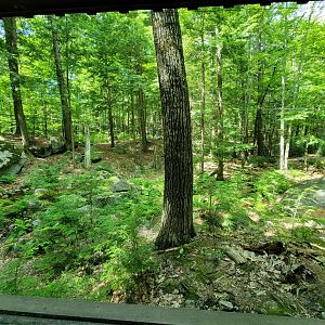 Squam Lakes NSC, 7/22 - Black bear exhibit
