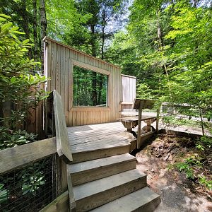 Squam Lakes NSC, 7/22 - Black bear viewing platform