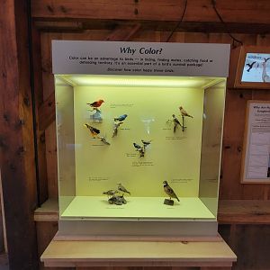 Squam Lakes NSC, 7/22 - Celebrate Birds! Why color?