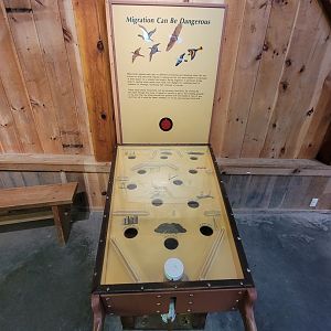 Squam Lakes NSC, 7/22 - Celebrate Birds! Migration survival pinball