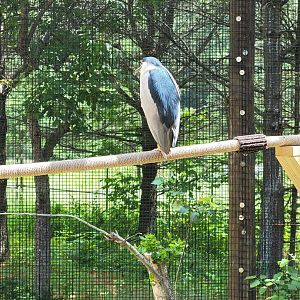 Squam Lakes NSC, 7/22 - Celebrate Birds! Black-crowned Night Heron