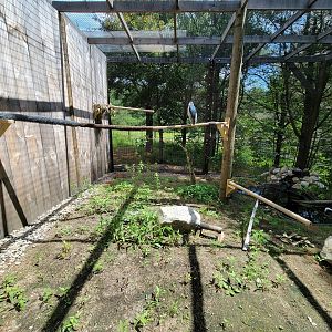 Squam Lakes NSC, 7/22 - Celebrate Birds! Black-crowned Night Heron, American Bittern