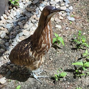 Squam Lakes NSC, 7/22 - Celebrate Birds! American Bittern