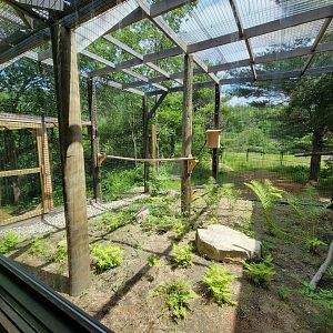 Squam Lakes NSC, 7/22 - Celebrate Birds! Broad-winged Hawk