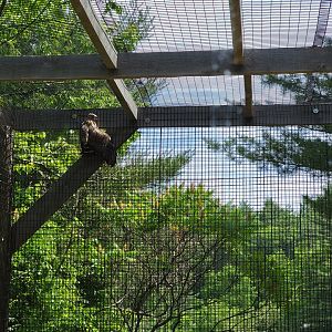 Squam Lakes NSC, 7/22 - Celebrate Birds! Broad-winged Hawk