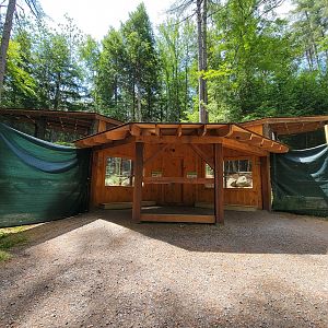 Squam Lakes NSC, 7/22 - Red-tailed hawk, northern goshawk