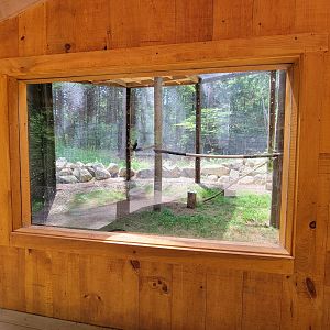 Squam Lakes NSC, 7/22 - Red-tailed hawk